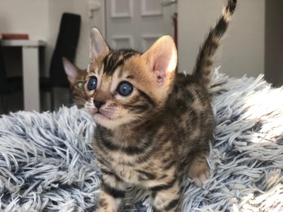 Бенгальская кошка